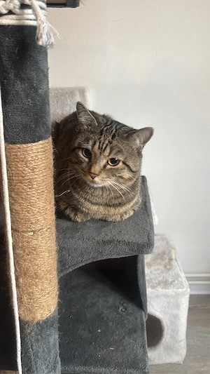 katzen kater Bild 4