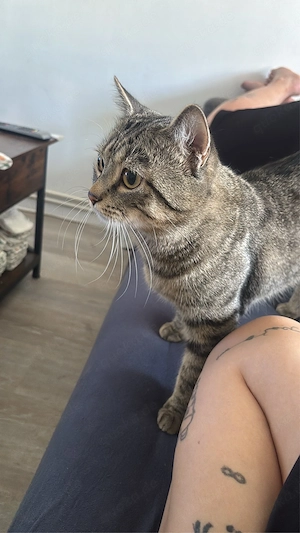 katzen kater Bild 2