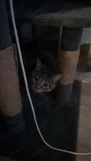 katzen kater Bild 3