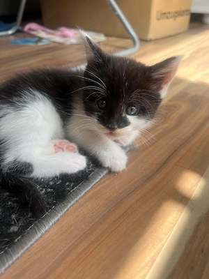 Main coon mix kitten