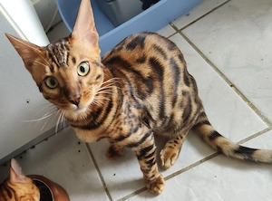 Bengal Kitten Bengalkatze Brown Rosetted Zauberhaft Bild 7