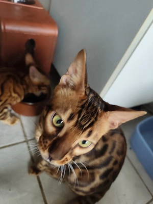 Bengal Kitten Bengalkatze Brown Rosetted Zauberhaft Bild 8