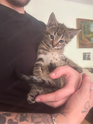 2 bengal mix suchen ein zuhause