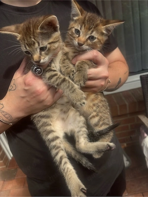 3 bengalmix abgabe bereit