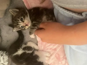 Main coon mix kitten
