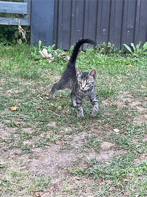 Junge Katzendame sucht....