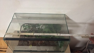 Glasterrarium 50x30x30