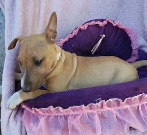 Miniatur Bullterrier (Mix) Welpen 