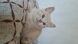 Britisch kurzhaar Kater mit Stammbaum BKH creme