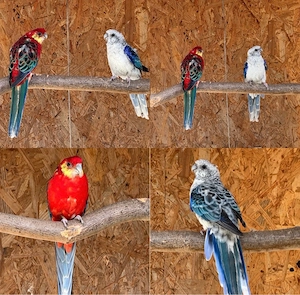 Stanleysittiche