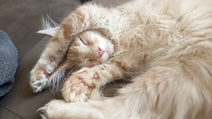Maine-Coon-Katze