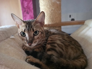 apparte Tigerlein Bengalbabys