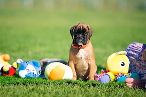 Deutscher Boxerwelpe - RÜDE