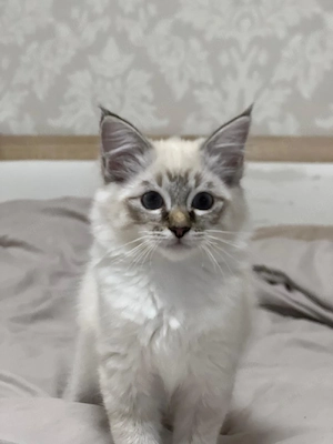 Reinrassige Heilige Birma Kitten suchen liebevolles zu Hause 