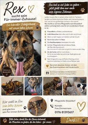 Rex ein wundervoller Schäferhund 