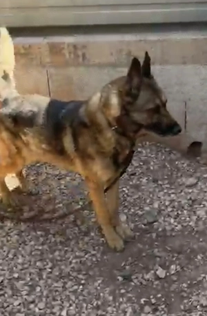 Rex ein wundervoller Schäferhund  Bild 4