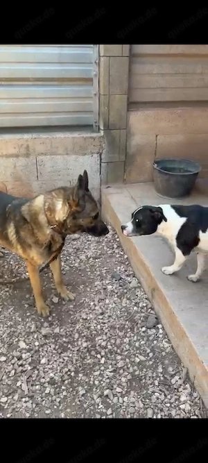 Rex ein wundervoller Schäferhund  Bild 3