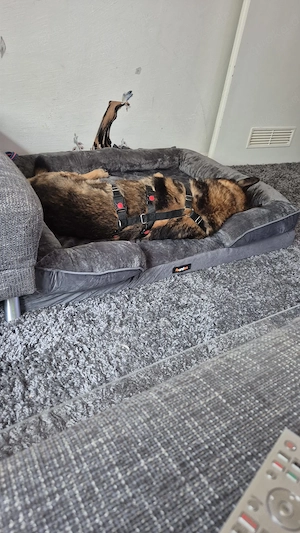 Rex ein wundervoller Schäferhund  Bild 2