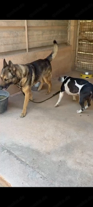 Rex ein wundervoller Schäferhund  Bild 5