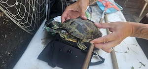 Rotwangenschmuckschildkröte
