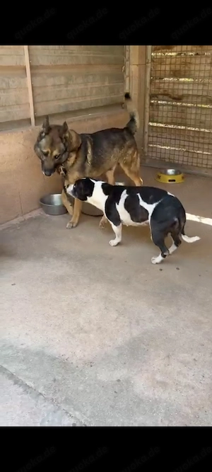Rex ein wundervoller Schäferhund  Bild 10