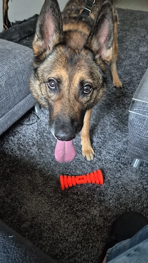Rex ein wundervoller Schäferhund  Bild 7