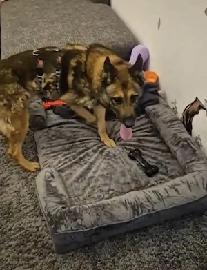 Rex ein wundervoller Schäferhund  Bild 6