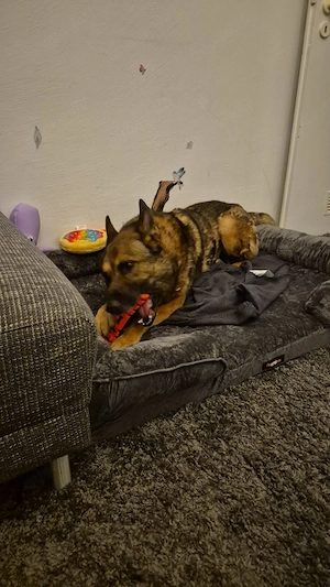 Rex ein wundervoller Schäferhund  Bild 9