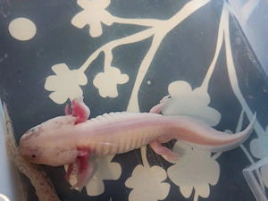 Axolotl Nachwuchs 