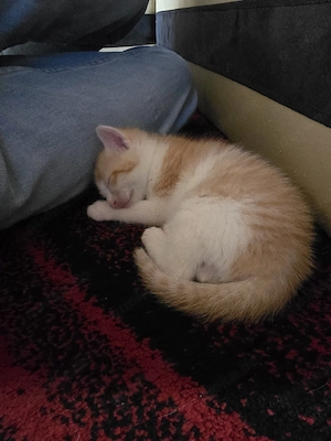 Noch 4 Babys suchen ein Zuhause