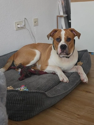    Labrador-Mix Rüde sucht Zuhause   