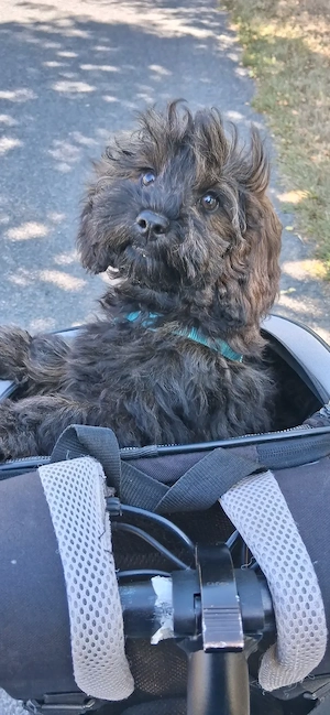 Havapoo Havaneser Toypudel ähnlich Maltipoo Cockapoo
