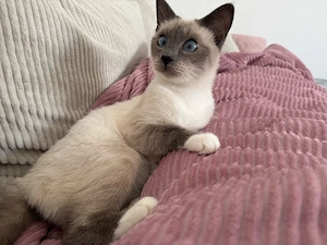 Heilige Birma Katze sehr menschenbezogen