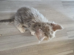 Selkirkrexkitten curly u straigt