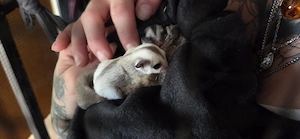 Suger Glider   Kurzkopfgleitbeutler NZ 