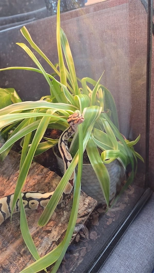 Königspython (Python regius)   Spotnose DG   männlich Bild 2