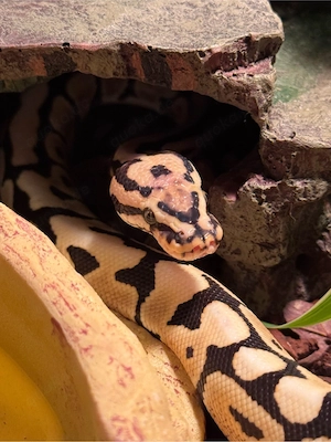 Königspython (Python regius)   Spotnose DG   männlich Bild 3