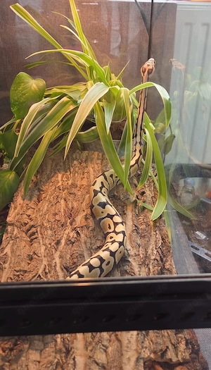 Königspython (Python regius)   Spotnose DG   männlich Bild 5
