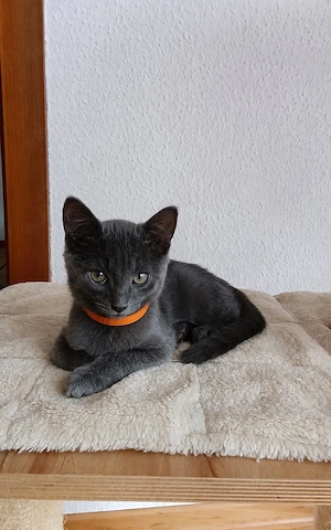 Russisch-Blau-Mix-Katzen abzugeben