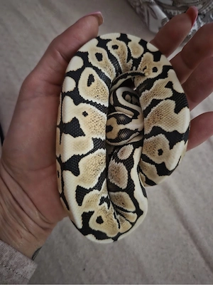 Königspython (Python regius)   Spotnose DG   männlich Bild 4