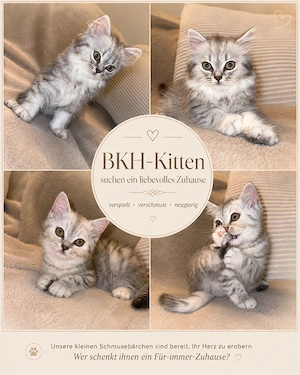Nur noch 2 BKH-Kitten suchen ihr Für-immer-Zuhause