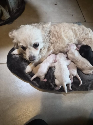 Dackel Chihuahua chizu mix