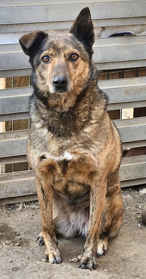 Lola - freundlich mit großem Potential!