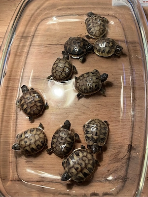 Griechische Landschildkröten Babys Hobbyzucht 