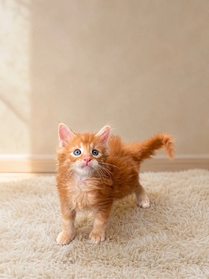 Maine coon kitten Eltern haben stambaumm 