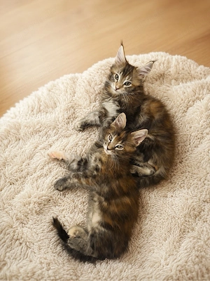 Maine coon kitten Eltern haben stambaumm 