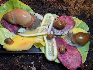 Megalobulimus oblongus keine Achatschnecken