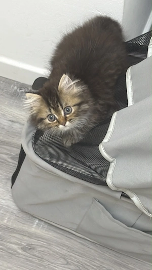 Wunderschönes Perser-Kätzchen Mädchen in Silber Tabby sucht liebevolles Zuhause 