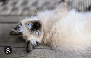 Suche Siam Mix Kitten (halblanghaar   plüschig)