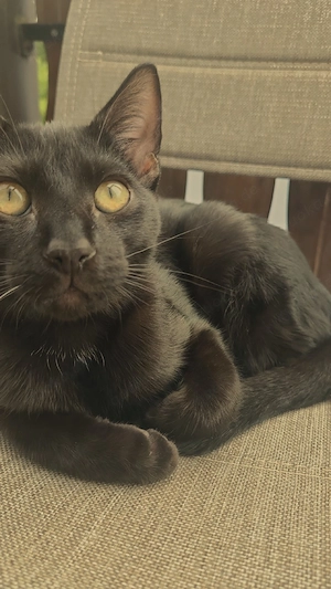 Kater zu verkaufen 
